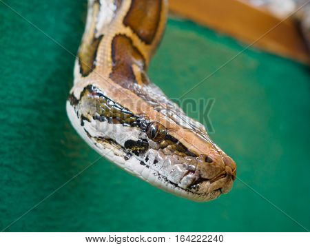 Close up head of Burmese python at Songkhla Thailand
