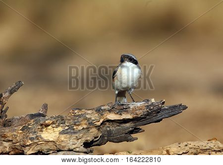 Bay-backed Shrike Bird (Lanius vittatus) perching on a branch