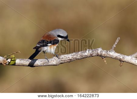 Bay-backed Shrike Bird (Lanius vittatus) perching on a branch