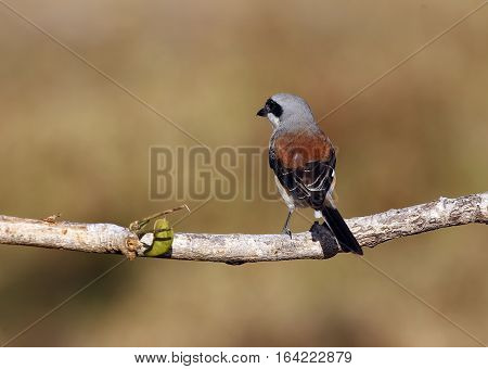 Bay-backed Shrike Bird (Lanius vittatus) perching on a branch