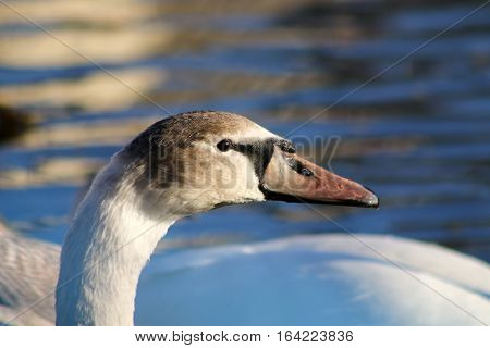 A young Mute Swan beginning to grow it's white feathers and orange beak of an adult