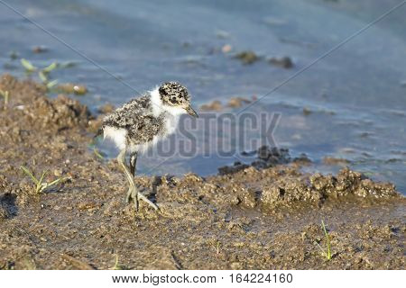 Blacksmith plover baby walking along the edge of water