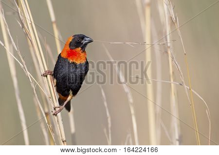 Close-up of Red bishop sitting on brown grass stems