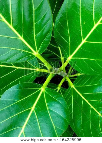 A lot of big leaf green white close up