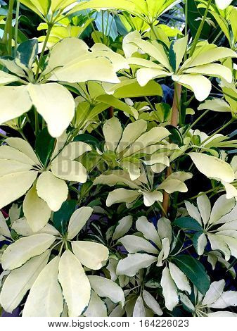 A lot of small white leaves close up
