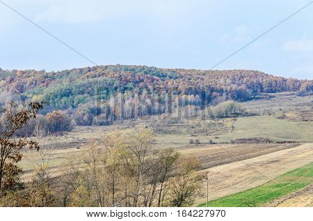 Colored Trees In Autumn Time, Horezu Region, Yellow Orange Leaves, Countryside Blue Sky