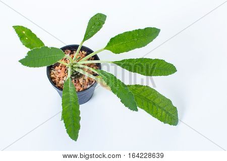 DORSTENIA CRISPA or DORSTENIA FOETIDA on white background