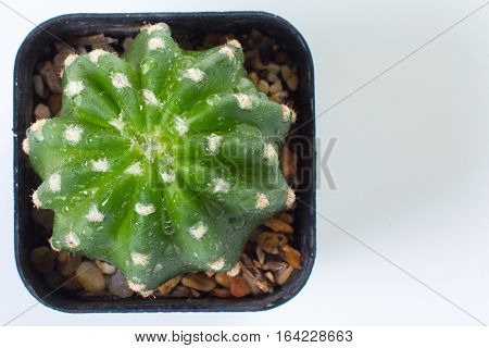 Echinopsis subdenudata in pot isolated white background