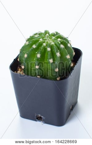Echinopsis subdenudata in pot isolated white background