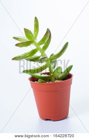 the kalanchoe blossfeldiana in pot isolated white background