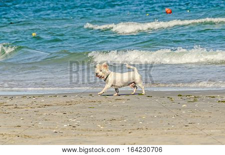 White Bishon Dog Walking On The Beach Near Blue Water Waves And Sand