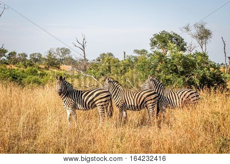 Three Zebras Standing In The Grass.