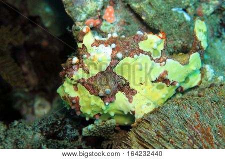 Clown Frogfish (Antennarius Maculatus aka Warty Frogfish). Padang Bai Bali Indonesia