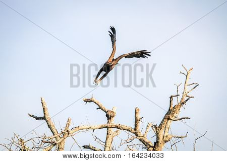 Flying Yellow-billed Kite.