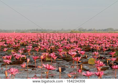 Red lotus in the morning at Kumphawapi in Udon Thani, amazing Thailand.