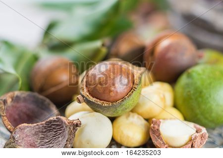 Macadamia in shell nuts harvest close up