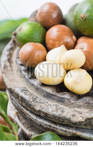 Macadamia in shell nuts harvest close up