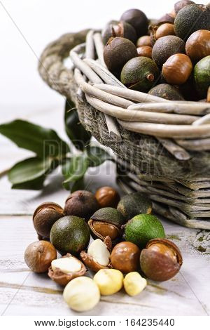Macadamia in shell nuts harvest close up