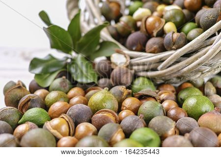 Macadamia in shell nuts harvest close up