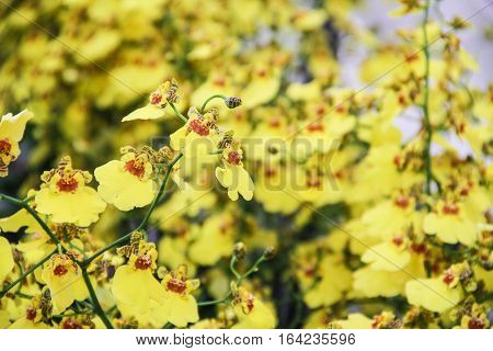Bunch of yellow beatiful flowers in the garden