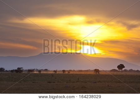 Elephants At Sunset