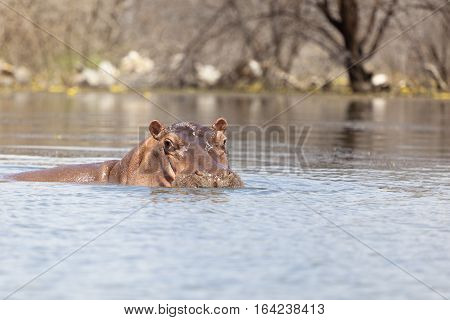 Hippo At Lake Baringo, Kenya