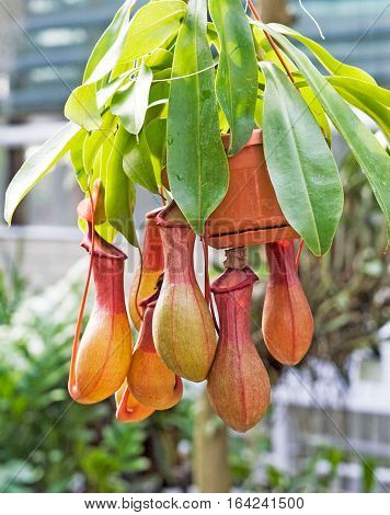 Nepenthes burkei is a tropical pitcher plant native to the Philippine