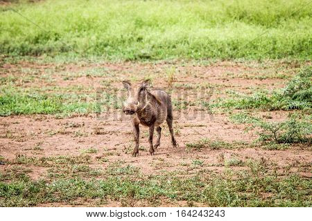 Warthog Starring At The Camera.