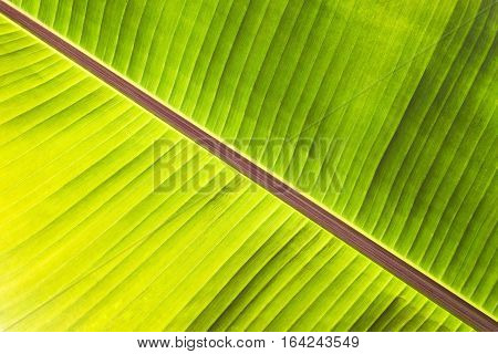 Texture abstract background of back light fresh green banana tree leaves. Macro image beautiful vibrant tropical pointy leaf foliage plant background 
