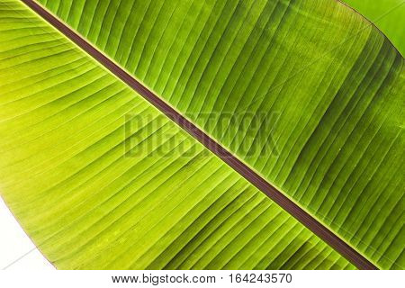 Texture abstract background of back light fresh green banana tree leaves. Macro image beautiful vibrant tropical pointy leaf foliage plant background texture 