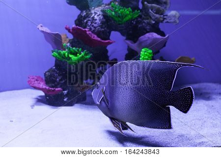 Gray semicircle angelfish in aquarium. Pomacanthus semicirculatus