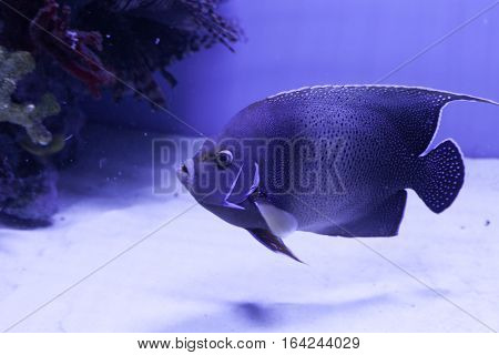 Semicircle angelfish on the bottom. Pomacanthus semicirculatus