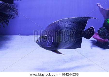 Semicircle angelfish on the bottom. Pomacanthus semicirculatus