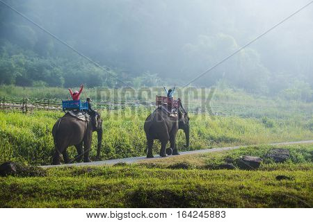 Group tourists to ride on an elephant in forest Thailand.