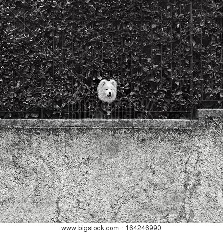 curious scene of a white dog in the garden