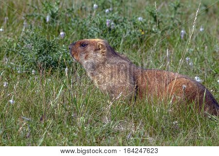 Graceful Steppe Marmot