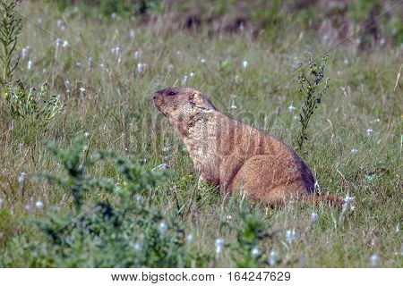 Graceful Steppe Marmot