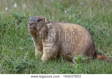 Graceful Steppe Marmot