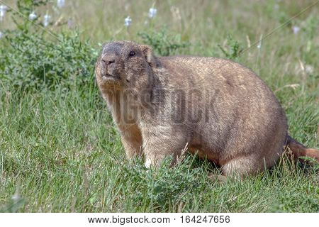 Graceful Steppe Marmot