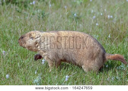 Graceful Steppe Marmot
