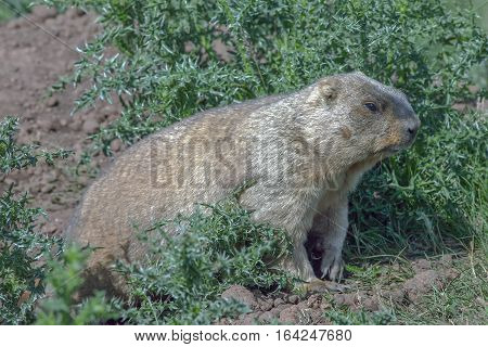 Graceful Steppe Marmot