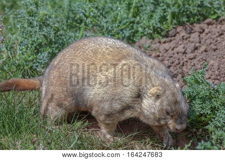 Graceful Steppe Marmot