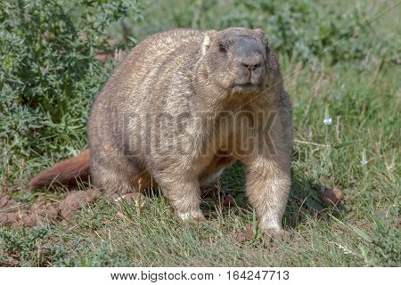 Graceful Steppe Marmot