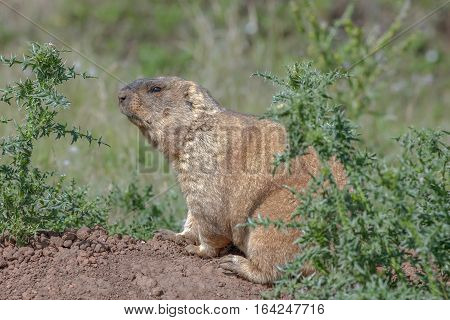 Graceful Steppe Marmot