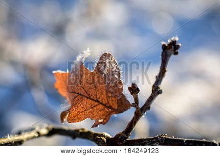 leaves covered with ice crystals in winter sunlight