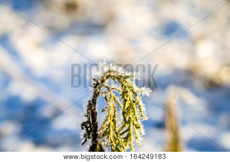 leaves covered with ice crystals in winter sunlight