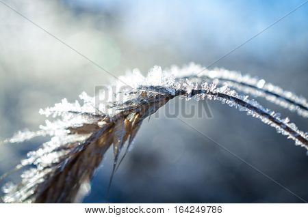 frozen wheat grown with ice crystals in wintersun