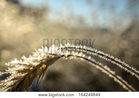 frozen wheat grown with ice crystals in wintersun
