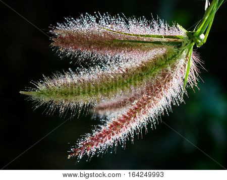 Group of Cenchrus setaceus grass flower with drops of water in sunlight.