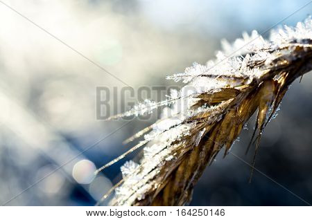 frozen wheat grown with ice crystals in wintersun
